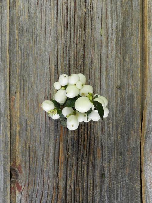 SNOWBERRY WHITE BERRIES